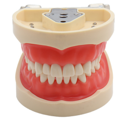 Removable tooth teaching model