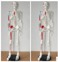 [CCL-902] Esqueleto humano con músculo, 170cm de altura